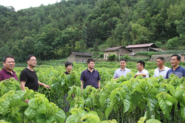 安康市商務局領(lǐng)導來我公司調(diào)研春蠶收購及扶貧點蠶桑基地建設情況